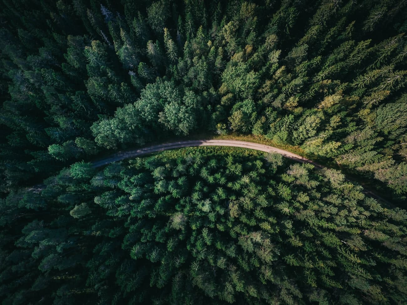 A quiet road winding gently through soft green woodland